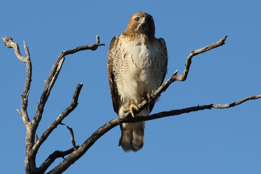 raptor on tree branch