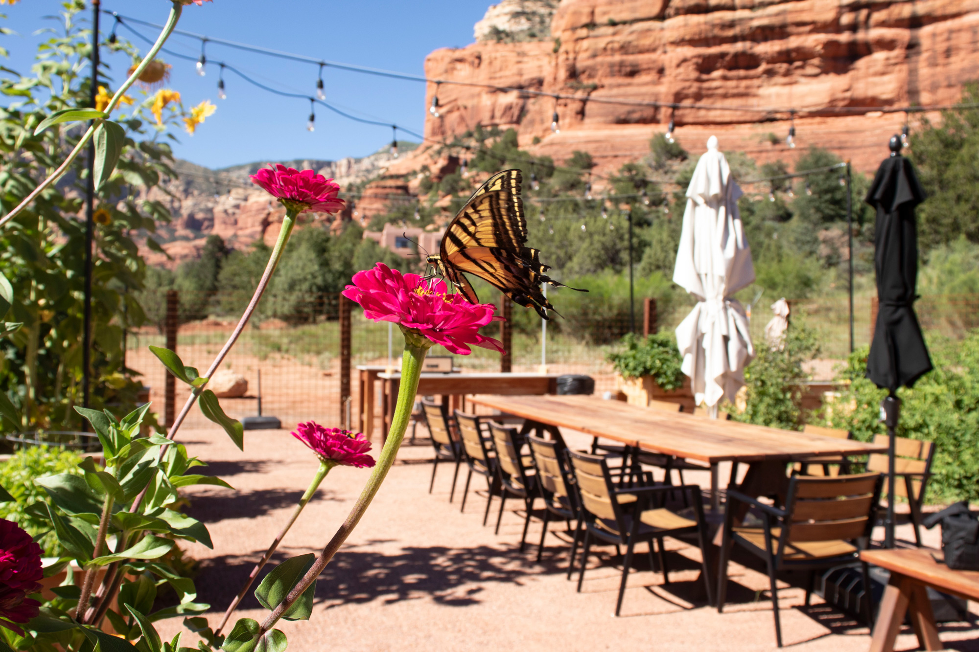 garden view at Mii amo with flowers and butterfly