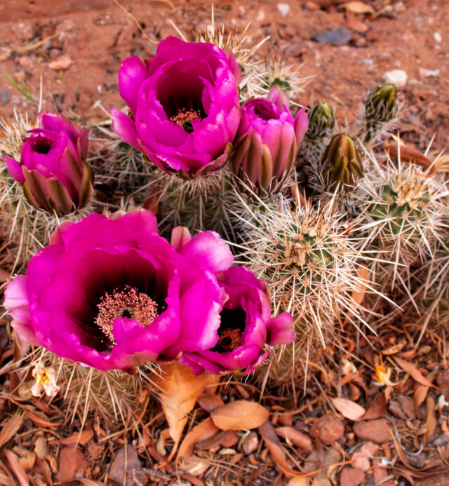 pink blooming cactus