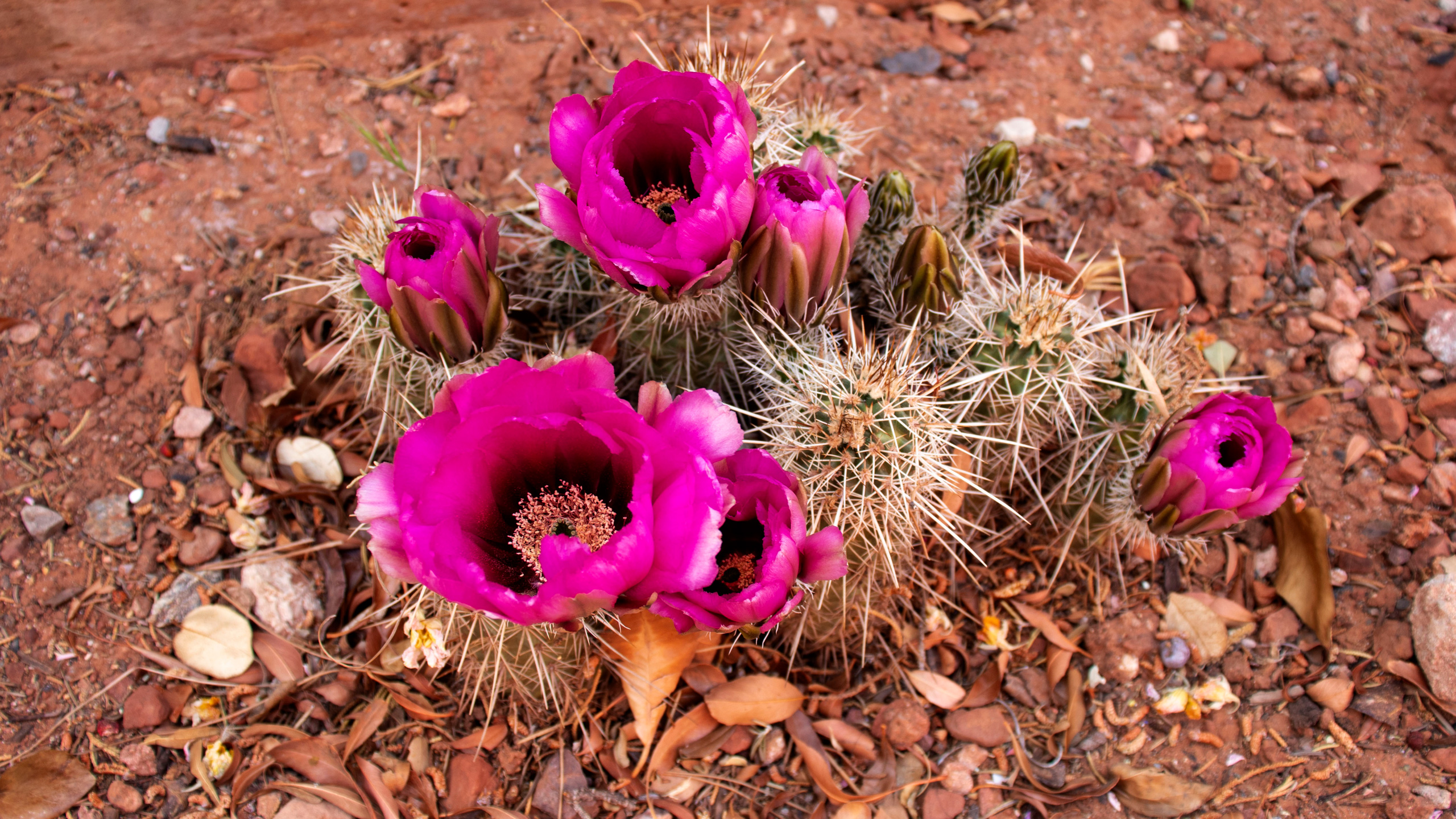 pink blooming cactus