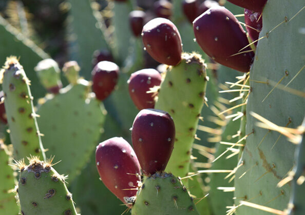 Prickly Pear Cactus with Fruits