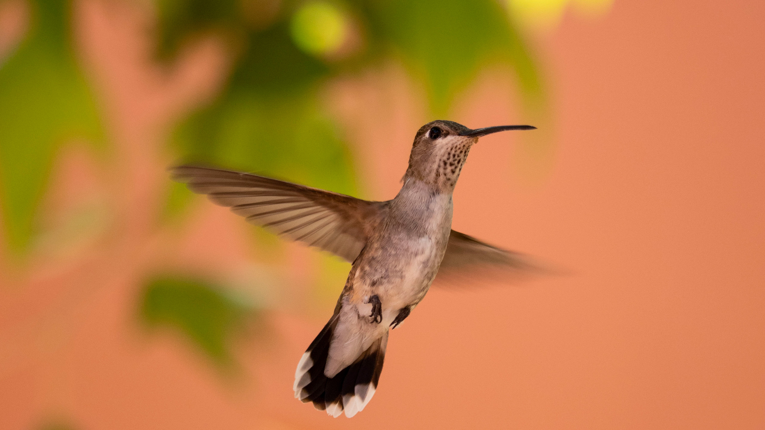 hummingbird