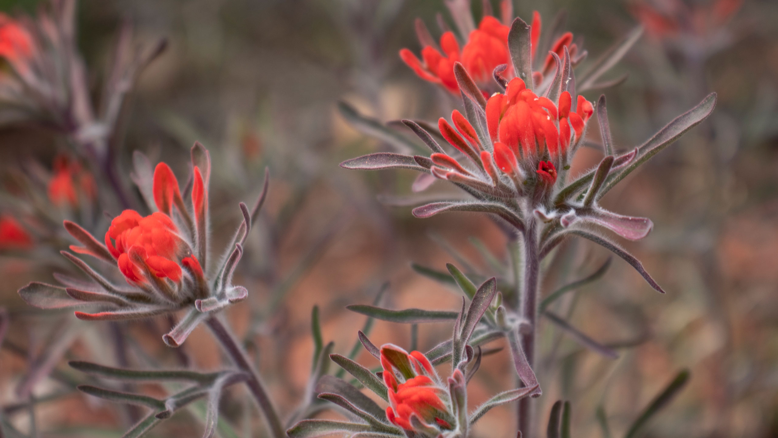 indian paintbrush red flowers