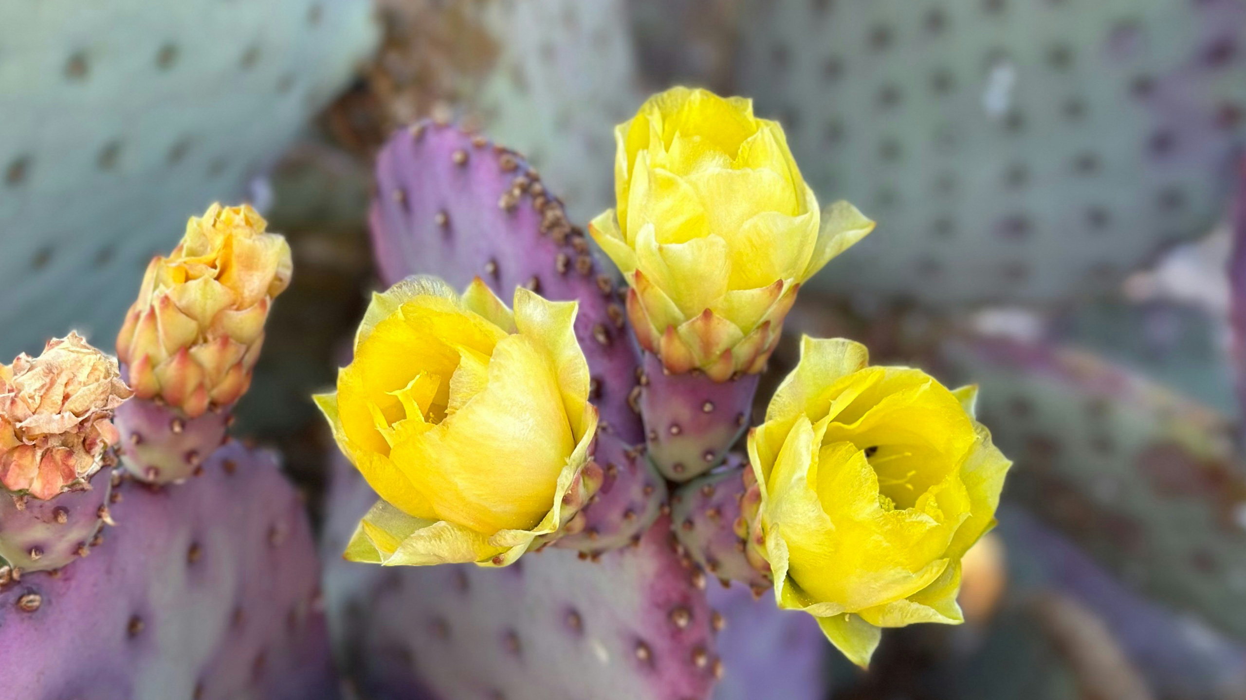 yellow prickly pear blossoms