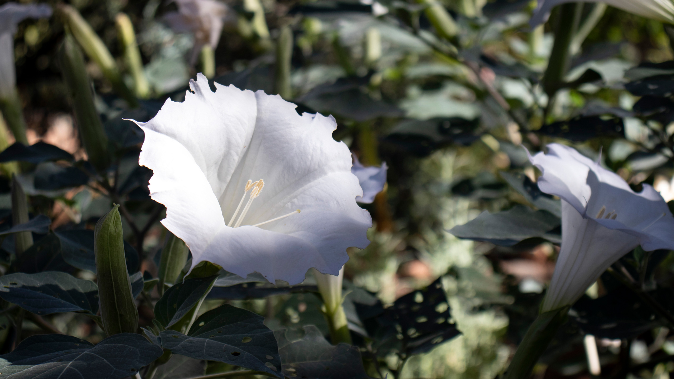 sacred datura