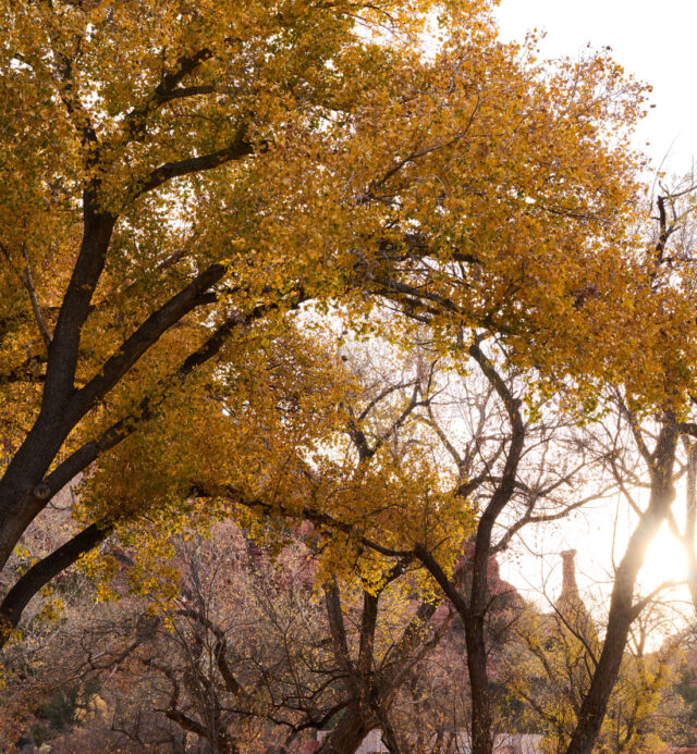 fall colors on trees