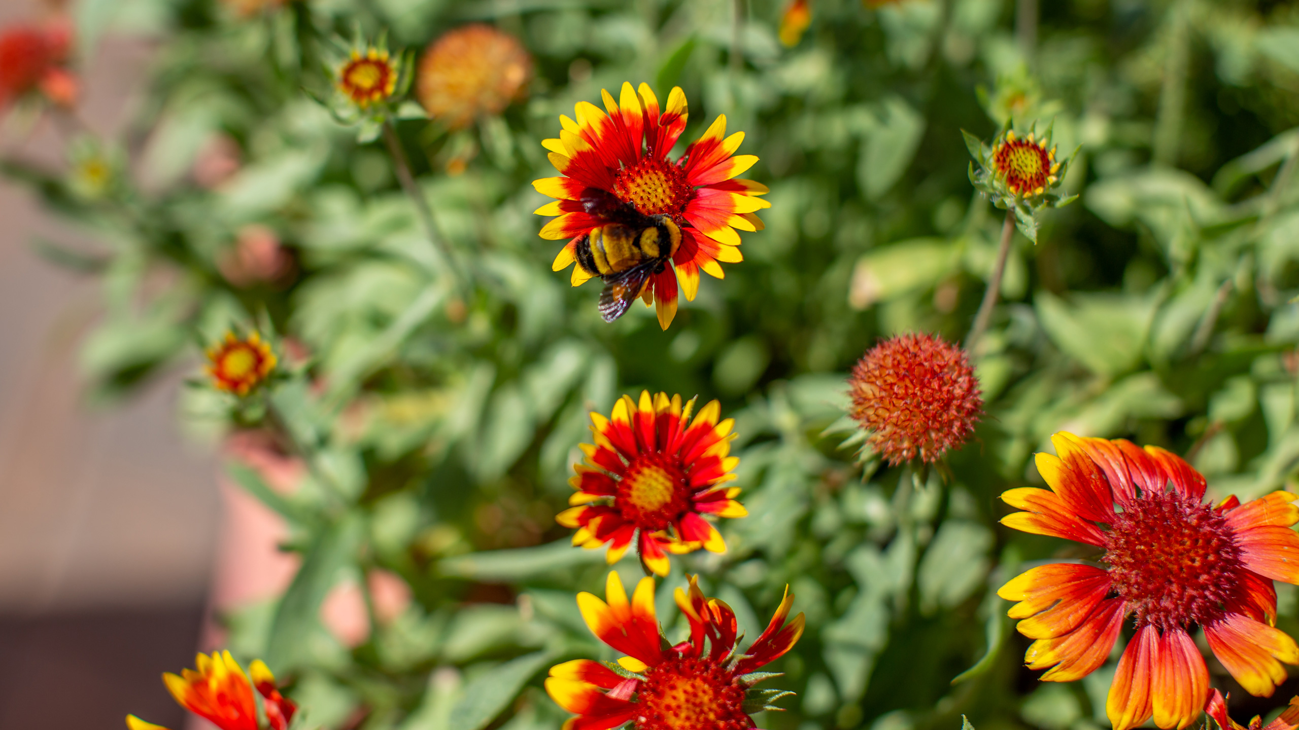 yellow and orange flowers
