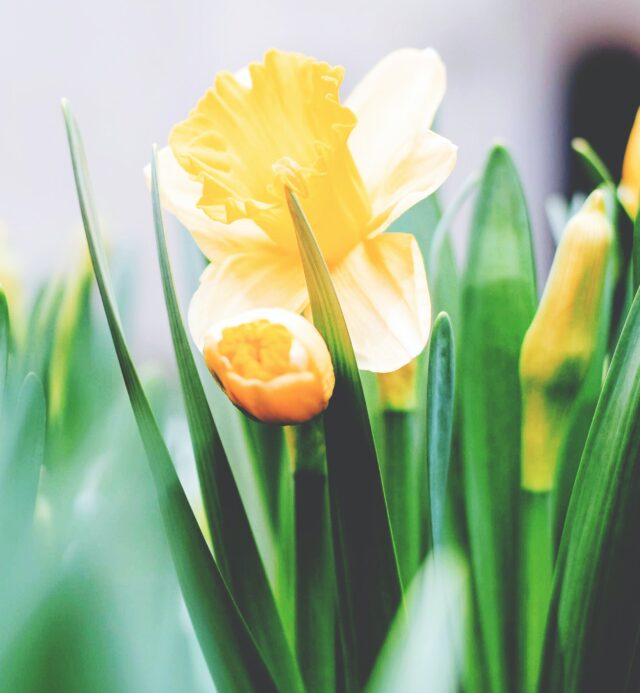 Close up image of daffodils around our luxury Sedona resort